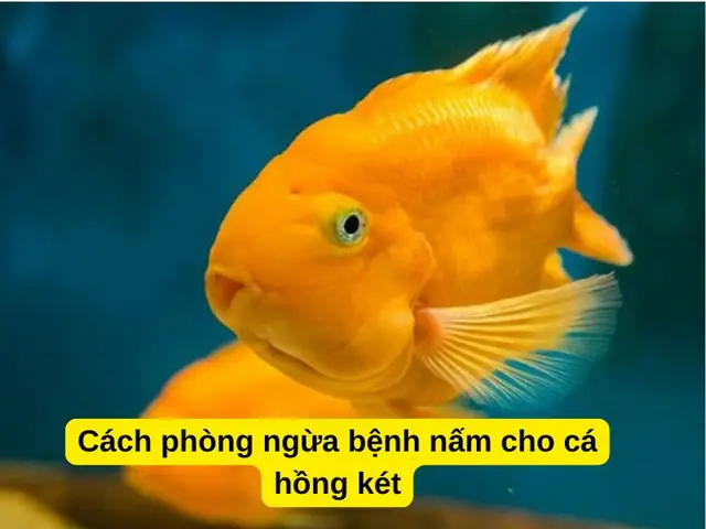 Tại Sao Cá Hồng Két Nằm Đáy? Nguyên Nhân & Cách Khắc Phục Toàn Diện