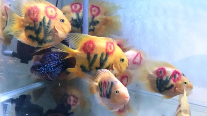 Cá Hồng Két Xăm: Khám Phá Đặc Điểm, Ý Nghĩa Và Cách Chăm Sóc