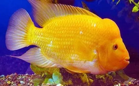 Cá Hồng Lão Hổ: Đặc Điểm, Cách Nuôi Và Nơi Mua