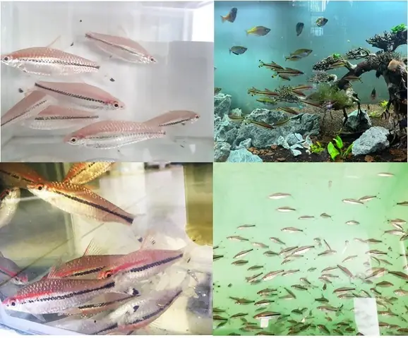 Hướng Dẫn Sinh Sản Cá Hồng Mi Ấn Độ Nhân Tạo Chi Tiết
