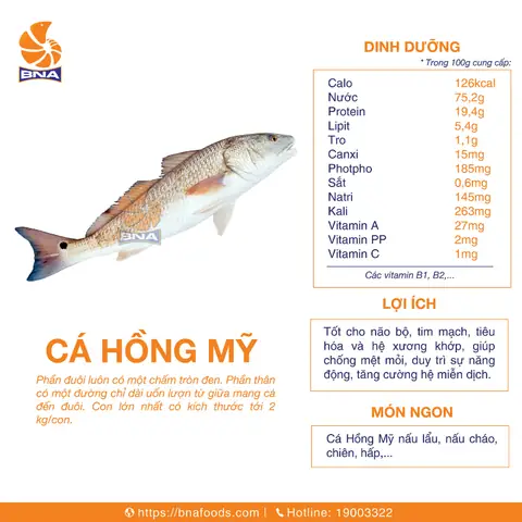 Cá Hồng Mỹ Giá Bao Nhiêu? Bảng Giá Mới Nhất & Kinh Nghiệm Mua