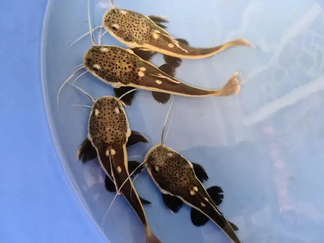 Cá Hồng Vĩ Mỏ Vịt: Đặc Điểm, Cách Nuôi Và Thông Tin Chi Tiết Cá Hồng Vĩ Mỏ Vịt: Đặc Điểm, Cách Nuôi Và Thông Tin Chi Tiết