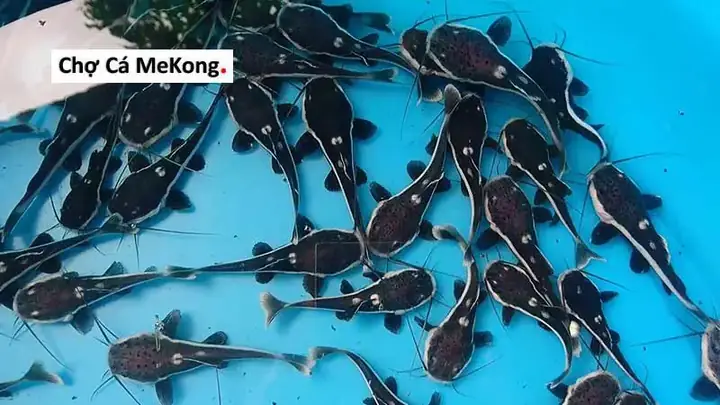 Cá Hồng Vĩ Mỏ Vịt: Đặc Điểm, Cách Nuôi Và Chăm Sóc Chi Tiết