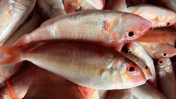 Cá Hường: Nước Ngọt Hay Nước Mặn? Phân Biệt Và Đặc Điểm