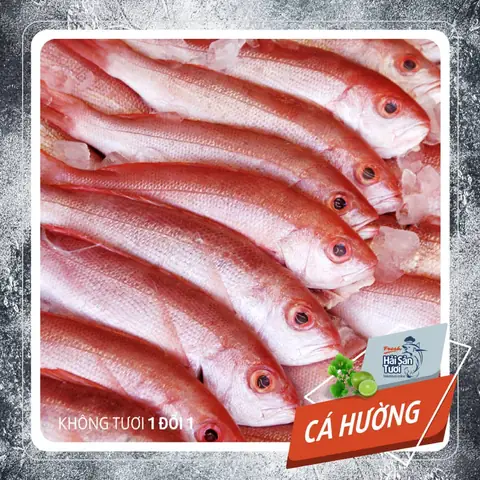 Cá Hường Tiếng Anh Là Gì? Tên Gọi Và Cách Phát Âm Chuẩn
