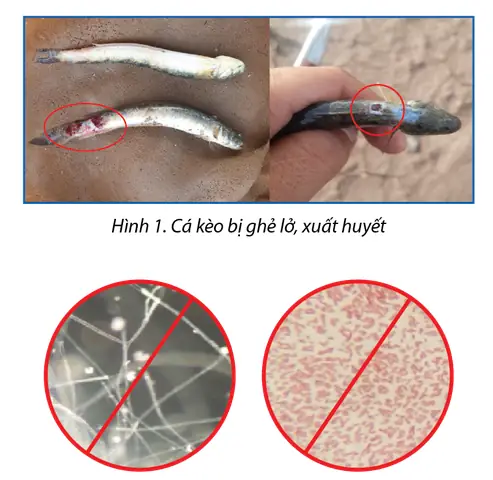 Cá Kèo Bị Ghẻ: Nguyên Nhân, Dấu Hiệu & Cách Xử Lý Hiệu Quả