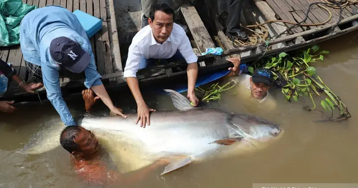 Khám Phá Các Loài Cá Khổng Lồ Sông Mekong: Kích Thước, Đặc Điểm Và Sự Độc Đáo
