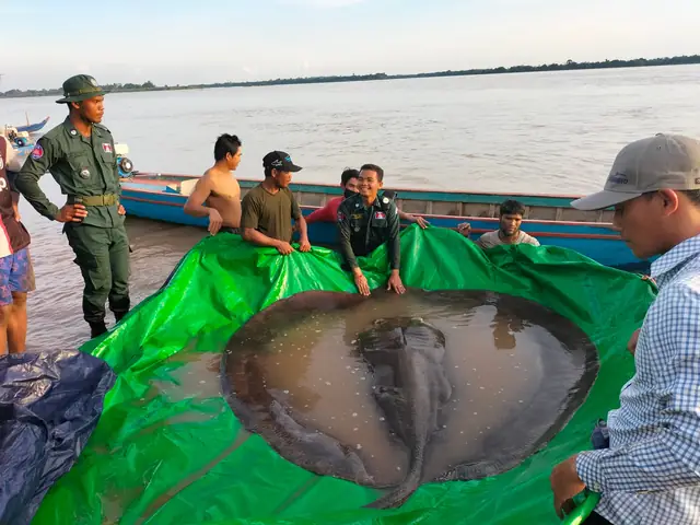 Khám Phá Các Loài Cá Khổng Lồ Sông Mekong: Kích Thước, Đặc Điểm Và Sự Độc Đáo