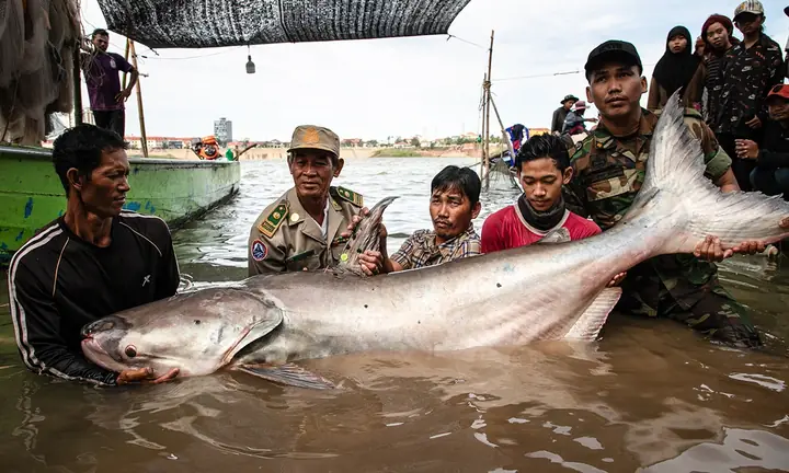 Khám Phá Các Loài Cá Khổng Lồ Sông Mekong: Kích Thước, Đặc Điểm Và Sự Độc Đáo