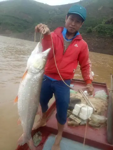 Cá Khủng Sông Đà: Khám Phá "thủy Quái" Độc Đáo Và Lùng Bắt