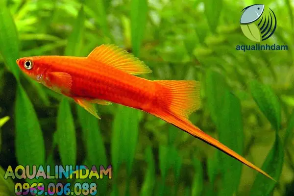 Cá Kiếm Mắt Đỏ: Đặc Điểm, Cách Nuôi Và Phân Biệt Các Dòng Phổ Biến