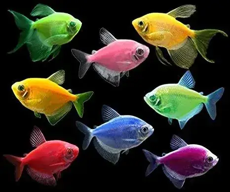Top Các Loài Cá Kiểng Màu Xanh Đẹp Nhất: Lựa Chọn Hoàn Hảo Cho Bể Cá Của Bạn