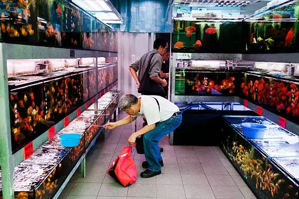 Top 10 Cửa Hàng & Tiệm Cá Cảnh Mỹ Tho Uy Tín, Đa Dạng Loài