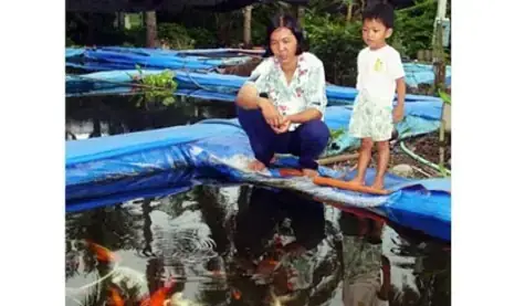 Top 10 Cửa Hàng & Tiệm Cá Cảnh Mỹ Tho Uy Tín, Đa Dạng Loài