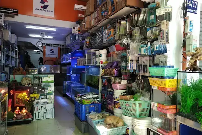 Chợ Cá Cảnh Nguyễn Thông: Kinh Nghiệm Mua Sắm, Các Loài Cá Phổ Biến Và Địa Chỉ Uy Tín