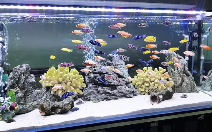 Top 10 Cửa Hàng Cá Kiểng Tây Ninh Uy Tín & Các Loài Phổ Biến