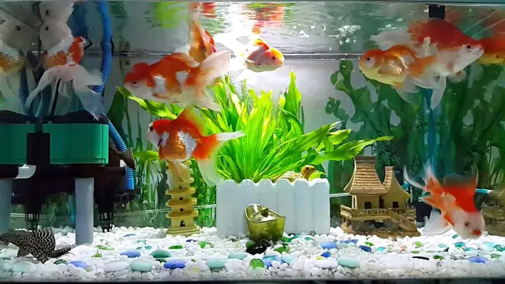 Top 10 Cửa Hàng Cá Kiểng Tây Ninh Uy Tín & Các Loài Phổ Biến