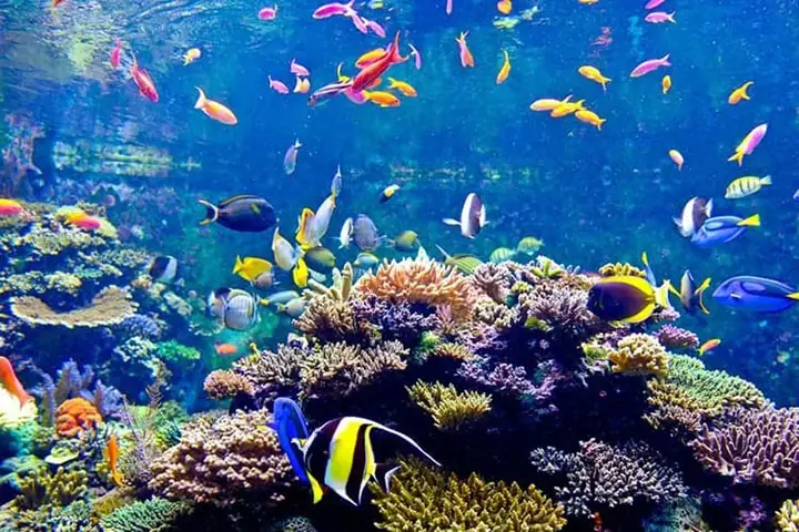 Top 10 Cửa Hàng Cá Kiểng Tây Ninh Uy Tín & Các Loài Phổ Biến