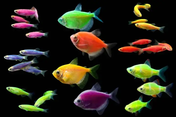Top 10 Cửa Hàng Cá Kiểng Tây Ninh Uy Tín & Các Loài Phổ Biến