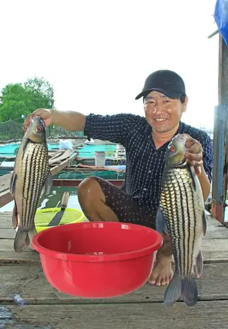 Cửa Hàng Cá Kiểng Trà Vinh: Địa Chỉ Mua Bán Cá Cảnh Uy Tín & Kinh Nghiệm