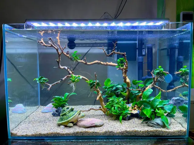 Cửa Hàng Cá Kiểng Trà Vinh: Địa Chỉ Mua Bán Cá Cảnh Uy Tín & Kinh Nghiệm