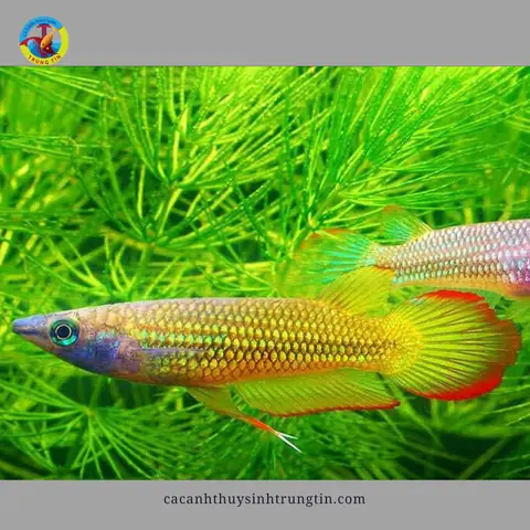 Cá Killi Đầu Bạc: Đặc Điểm, Cách Nuôi Và Lưu Ý Quan Trọng