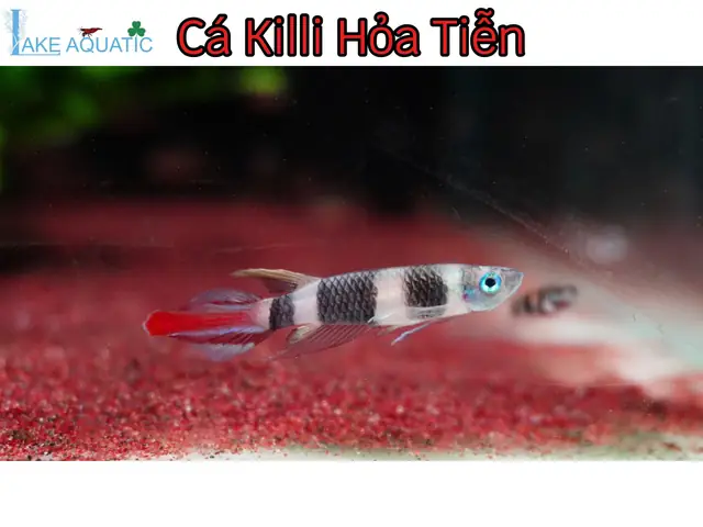 Cá Killi Hoả Tiễn: Đặc Điểm, Cách Nuôi Và Lưu Ý Quan Trọng