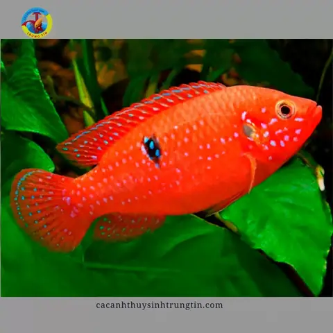 Cá Kim Cương Đỏ Max Size: Kích Thước Thực Tế, Cách Nuôi Và Thông Tin Chi Tiết