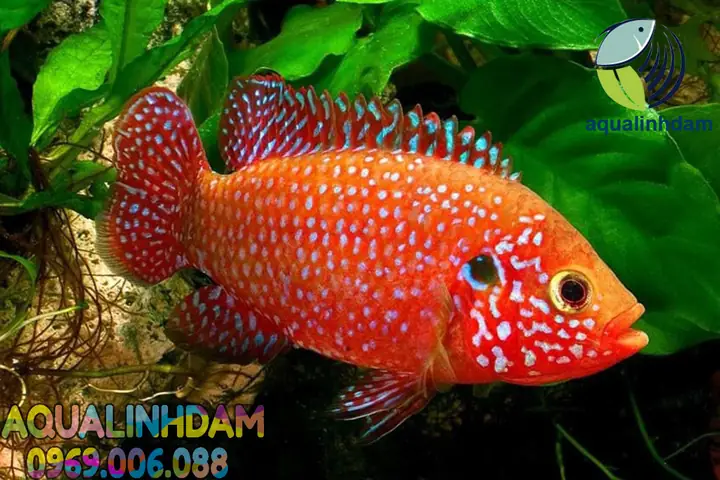 Cá Kim Cương Đỏ Max Size: Kích Thước Thực Tế, Cách Nuôi Và Thông Tin Chi Tiết