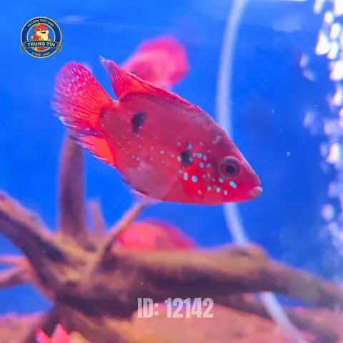 Cá Kim Cương Đỏ Max Size: Kích Thước Thực Tế, Cách Nuôi Và Thông Tin Chi Tiết