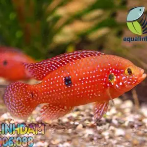 Hướng Dẫn Chi Tiết Cách Nuôi Và Sinh Sản Cá Kim Cương Đỏ
