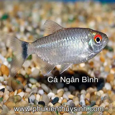 Cá Kim Ngân Mắt Đỏ: Đặc Điểm, Cách Nuôi Và Phân Biệt