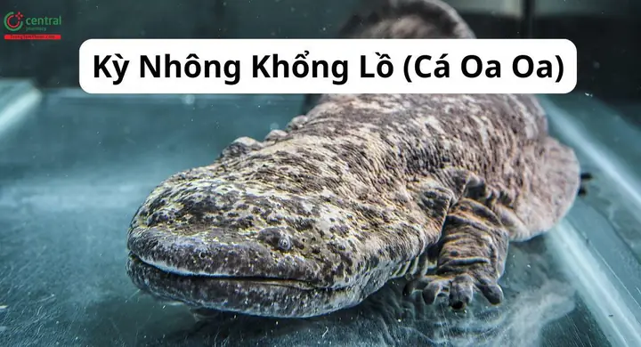 Cá Oa Oa: Kỳ Nhông Khổng Lồ Trung Quốc Kêu Như Trẻ Con Cá Oa Oa: Kỳ Nhông Khổng Lồ Trung Quốc Kêu Như Trẻ Con