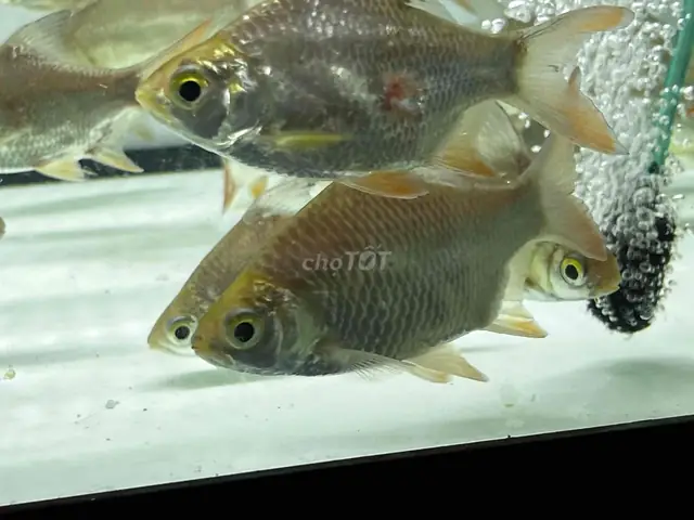 Cá Kim Sơn Short Body: Đặc Điểm, Giá Bán & Lưu Ý Nuôi