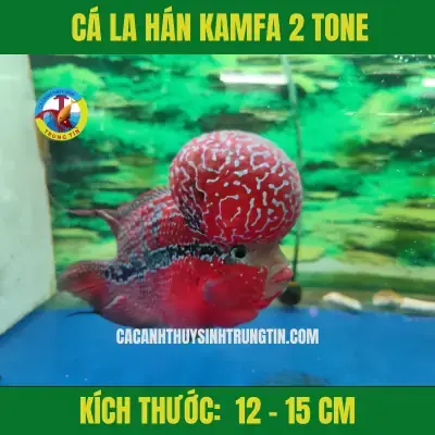 Cá La Hán Bể Bong Bóng: Nguyên Nhân Và Cách Xử Lý Hiệu Quả