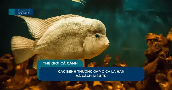 Cá La Hán Bị Bệnh Đường Ruột: Dấu Hiệu, Nguyên Nhân & Cách Chữa Trị Hiệu Quả
