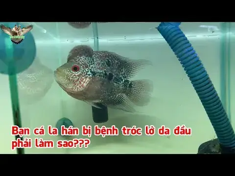 Cá La Hán Bị Móp Đầu: Nguyên Nhân, Dấu Hiệu Và Cách Khắc Phục Hiệu Quả