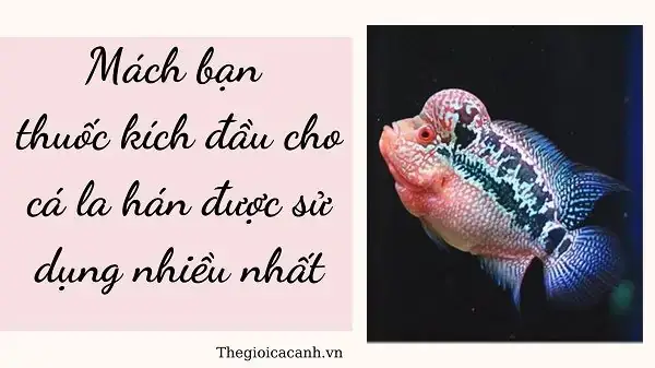 Cá La Hán Bị Móp Đầu: Nguyên Nhân, Dấu Hiệu Và Cách Khắc Phục Hiệu Quả