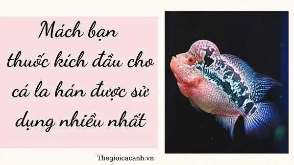Dấu Hiệu Cá La Hán Bị Stress Và Cách Khắc Phục Hiệu Quả