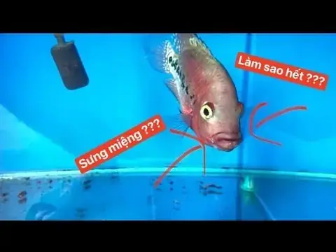 Cá La Hán Bị Sưng Miệng: Nguyên Nhân, Cách Nhận Biết & Xử Lý Hiệu Quả Cá La Hán Bị Sưng Miệng: Nguyên Nhân, Cách Nhận Biết & Xử Lý Hiệu Quả