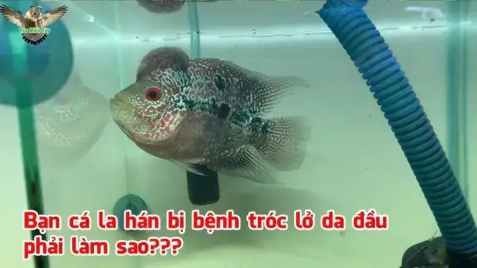 Cá La Hán Bị Sưng Miệng: Nguyên Nhân, Cách Nhận Biết & Xử Lý Hiệu Quả Cá La Hán Bị Sưng Miệng: Nguyên Nhân, Cách Nhận Biết & Xử Lý Hiệu Quả