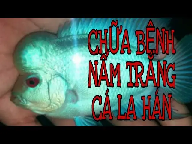 Cá La Hán Bị Tróc Vảy: Nguyên Nhân, Dấu Hiệu Và Cách Xử Lý Hiệu Quả