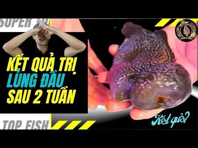 Cá La Hán Bị Xẹp Đầu: Nguyên Nhân Và Cách Khắc Phục Hiệu Quả