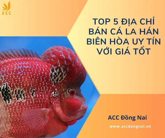 Mua Bán Cá La Hán Biên Hòa: Địa Chỉ Uy Tín & Bí Quyết Chọn Cá Đẹp