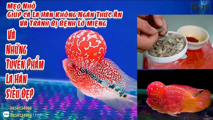 Cá La Hán Biếng Ăn: Nguyên Nhân, Dấu Hiệu & Cách Xử Lý Hiệu Quả Cho Cá Cưng