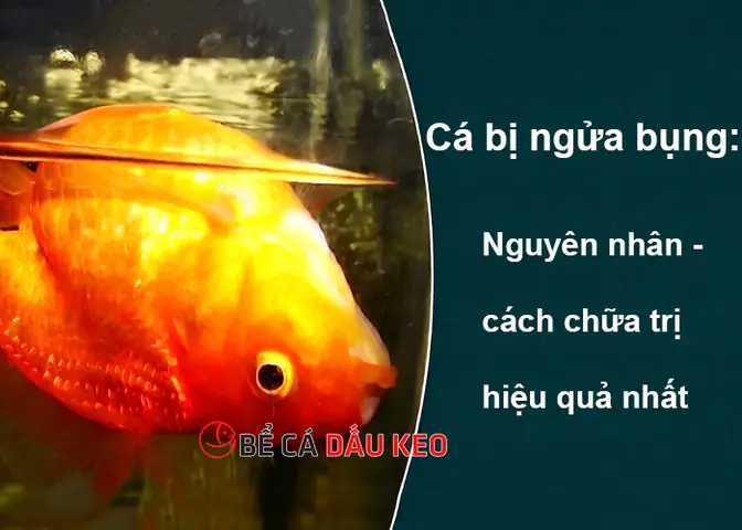 Cá La Hán Bơi Ngửa Bụng: Nguyên Nhân, Cách Khắc Phục & Phòng Ngừa Hiệu Quả