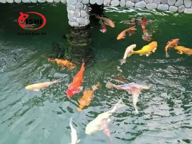 Cá La Hán Bơi Ngửa Bụng: Nguyên Nhân, Cách Khắc Phục & Phòng Ngừa Hiệu Quả