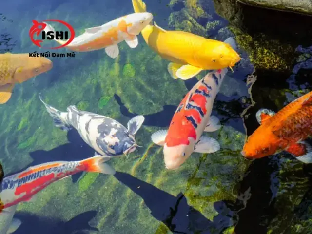 Cá La Hán Bơi Ngửa Bụng: Nguyên Nhân, Cách Khắc Phục & Phòng Ngừa Hiệu Quả