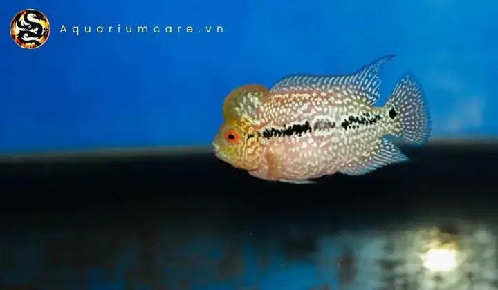 Cá La Hán Bột Ăn Gì Để Lên Đầu, Lên Màu Đẹp? Hướng Dẫn Chi Tiết