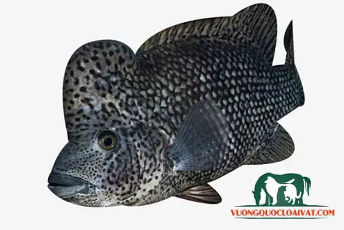 Cá La Hán Bị Chuyển Màu Đen: Nguyên Nhân, Cách Khắc Phục & Phòng Ngừa Hiệu Quả